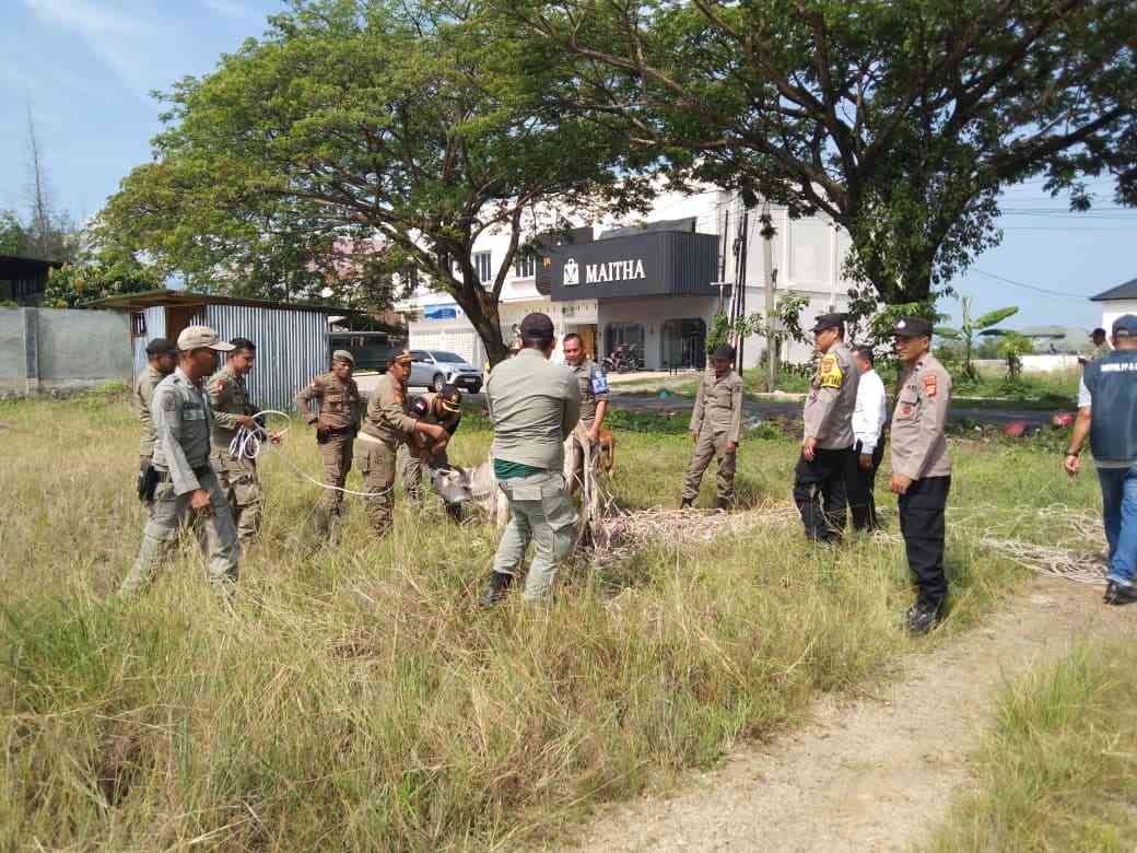 Polsek Ingin Jaya Lakukan Pendampingan Satpol PP dan WH Aceh Besar Saat Penertiban Hewan Ternak - Tribratanews Polresta Banda Aceh