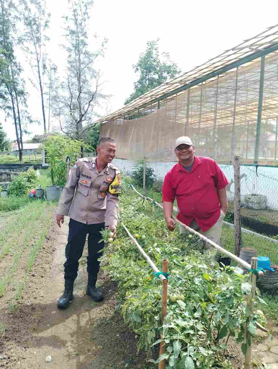 Dukung Ketahanan Pangan, Bhabinkamtibmas Polsek Kutaraja Sambangi Lahan Petani Binaan - Tribratanews Polresta Banda Aceh