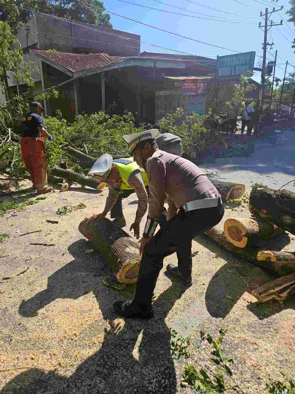 Langkah Cepat Satlantas Polresta Banda Aceh Bersihkan Pohon Tumbang di Jalan Raya