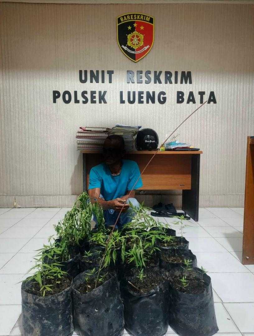 Tanam Ganja di Pekarangan Rumah Warga, Pria di Banda Aceh Diamankan Polisi, 16 Polybag Disita